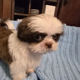 Peanut - Chocolate male Shih Tzu puppy in Avery, Texas from Christye Bolen