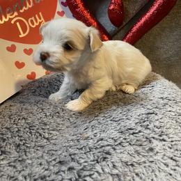 Cye - White male Morkie puppy in Taylorsville, North Carolina from Mountain Top Hot Tailz