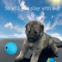 German Shepherd Puppies from Devon Rugerio's German Shepherds