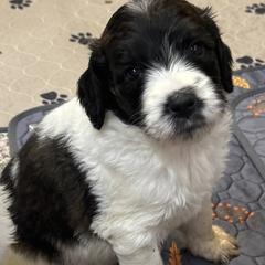 Girl 7 - Brindle and white female Saint Berdoodle puppy in San Antonio, Texas from Mammoth Doodles