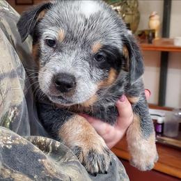 Eye patch - Blue male Australian Cattle Dog puppy in Lenoir, North Carolina from Blue Coyote Ranch