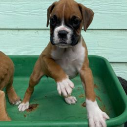 Boxer and French Bulldog Puppies from Beachside Boxers and Frenchies