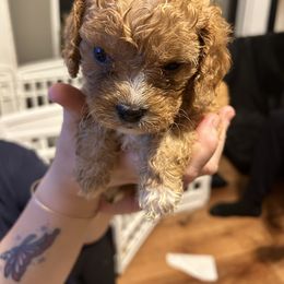 Plummete - Ruby female Cavachon puppy in Southbridge, Massachusetts from Caraid Cavachons
