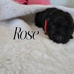 Rose - Black female Scottish Terrier puppy in Albuquerque, New Mexico from Johnson's Highland Terriers