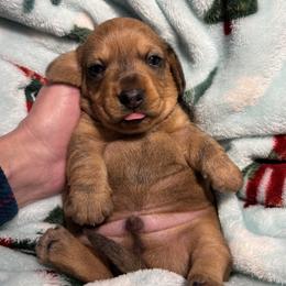 Dachshund puppies from Little D’s Dachshunds
