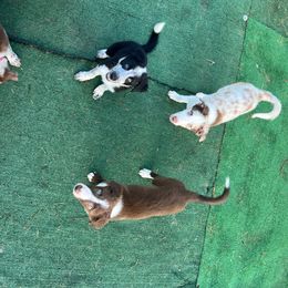 Border Collie Puppies from A&S Pet Services