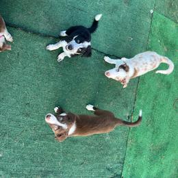 Border Collie Puppies from A&S Pet Services