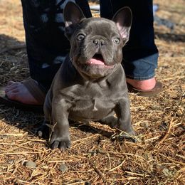 Bulldog and French Bulldog Puppies from MMG Bulldogs