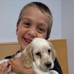 English Setter Puppies from Finlauson's Pet Care Center and Granite State Service Dogs