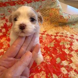 Ellie - Cream female Havanese puppy in Apopka, Florida from Dunhill Havanese