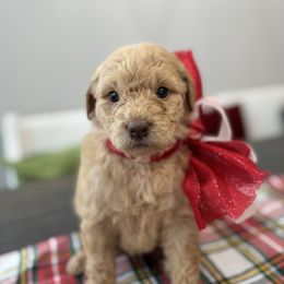 Sugarplum - Apricot female Goldendoodle puppy in Greenville, North Carolina from ENC Goldendoodles