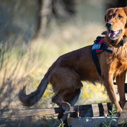 Cuff - Golden Retriever