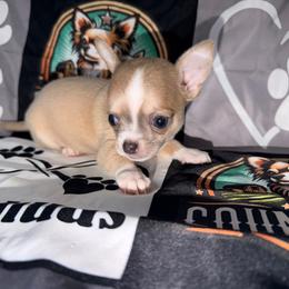 Albert - Blue fawn male Chihuahua puppy in Palmyra, Indiana from Country Star Chihuahuas