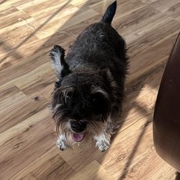 Gus - Miniature Schnauzer