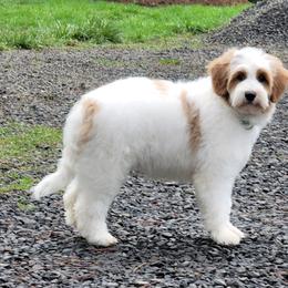 Australian Labradoodle Puppies from Country Morning Labradoodles