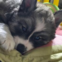Gemini - Agouti and white female Siberian Husky puppy in East Tawas, Michigan from BurnsBerg's Woolies