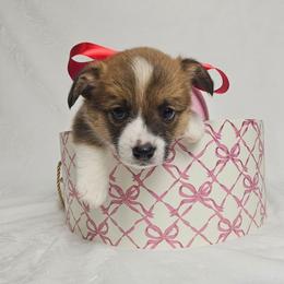 Butters (AKA Tramp) - Red male Pembroke Welsh Corgi puppy in Deming, New Mexico from Dragon Ridge Corgis