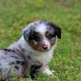 Sunny - Blue merle male Miniature Australian Shepherd puppy in Bauxite, Arkansas from J and B Mini Aussies