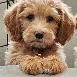 Goldendoodles and Labradoodles from Karson's Doodles