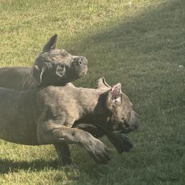 Boy 2 - Gray brindle male Cane Corso puppy in Pearland, Texas from Lonestar Corso Kennels