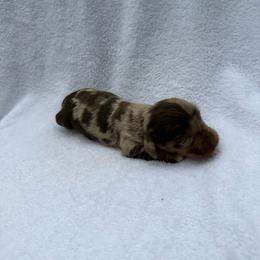 Girl 1 - Dapple female Dachshund puppy in Stilwell, Oklahoma from Johnson Dachshund’s