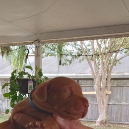 Vizsla Puppies from Foxfire Vizslas