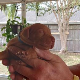 Vizsla Puppies from Foxfire Vizslas