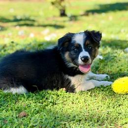 Boy 4 - Tri-color male Border Collie puppy in Oroville, California from Coalcyn Kennels