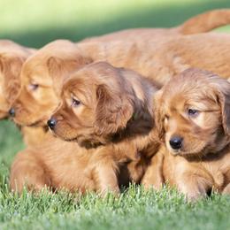 Golden Retriever puppies from Nelson Retrievers