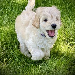 Australian Labradoodle Puppies from Tiny Treasures Australian Labradoodles