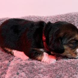 Red Collar - Black tan and bluetick female Beagle puppy in Jasper, Texas from Beech Grove Beagles