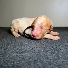 Freedom - Parti male Poodle puppy in Plainfield, New Jersey from Caris Paws Poodles and Labradoodles