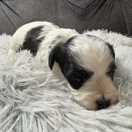 Candy cane - Piebald female Morkie puppy in San Antonio, Texas from Sweet as dessert puppies