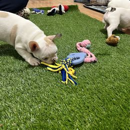 French Bulldog and Rottweiler Puppies from Von Darr Kennels