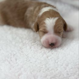 Glen Campbell - Cream male Aussiedoodle puppy in Arizona from Coats of Many Colors LLC