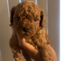 Milo - Red  male Poodle puppy in Long Island, New York from Minipaws kennel