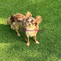 Padme - Merle female Chihuahua puppy in Anderson, South Carolina from Lil Treasures Chihuahuas