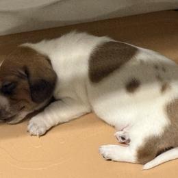 Rockstar - Piebald male Dachshund puppy in Eunice, Louisiana from 4J's Cajun Kennels