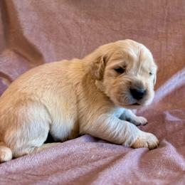 Tracker - Light golden male Golden Retriever puppy in Oregon from Bliss Retrievers