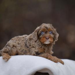 Australian Mountain Doodle, Bernedoodle, and Cavapoo Puppies from Cedar Wood Farms