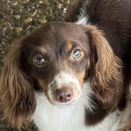 Teddy - Dachshund