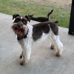 Penny - Miniature Schnauzer