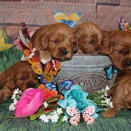 Cavalier King Charles Spaniel and Cavapoo Puppies from Country Life Cavaliers