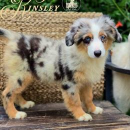 Kinsley- Price 2250 - Blue merle female Miniature Australian Shepherd puppy in Ennis, Texas from God’s Little Aussies