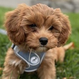 Bernedoodles, Cavalier King Charles Spaniels, Cavapoos, and Poodles from Grandeur Valley Puppies