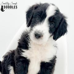 Crimson aka CC - female Australian Mountain Doodle puppy in Tipton, Indiana from Country Creek Doodles