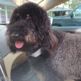 Maggie - Goldendoodle