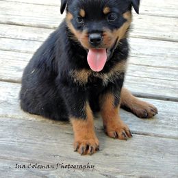 Black and Tan Coonhound and Rottweiler Puppies from Vom Heldenhaft Rottweilers