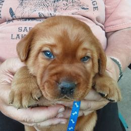 Boy 2 - Labrador Retriever puppy in West Salem, Wisconsin from Hidden River Retrievers