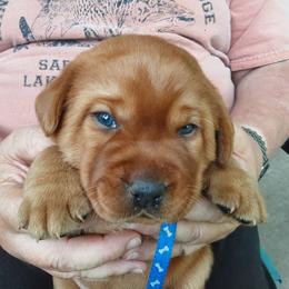 Boy 2 - Labrador Retriever puppy in West Salem, Wisconsin from Hidden River Retrievers